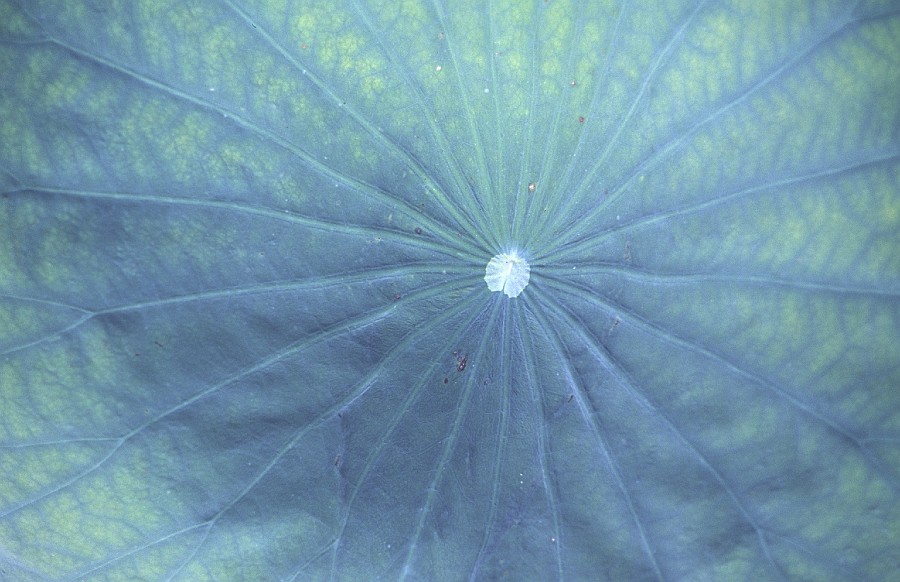 lotus leaf macau.jpg